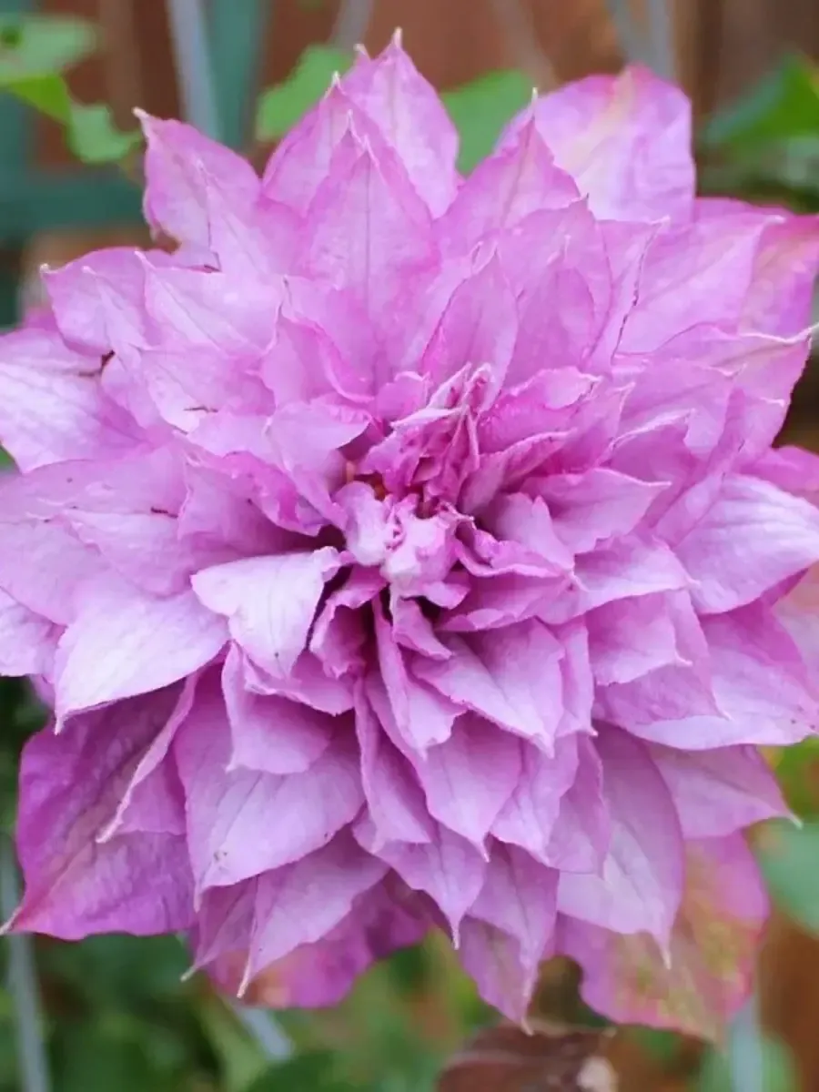 Клематис гибридный Proteus Клематис гибридный Proteus