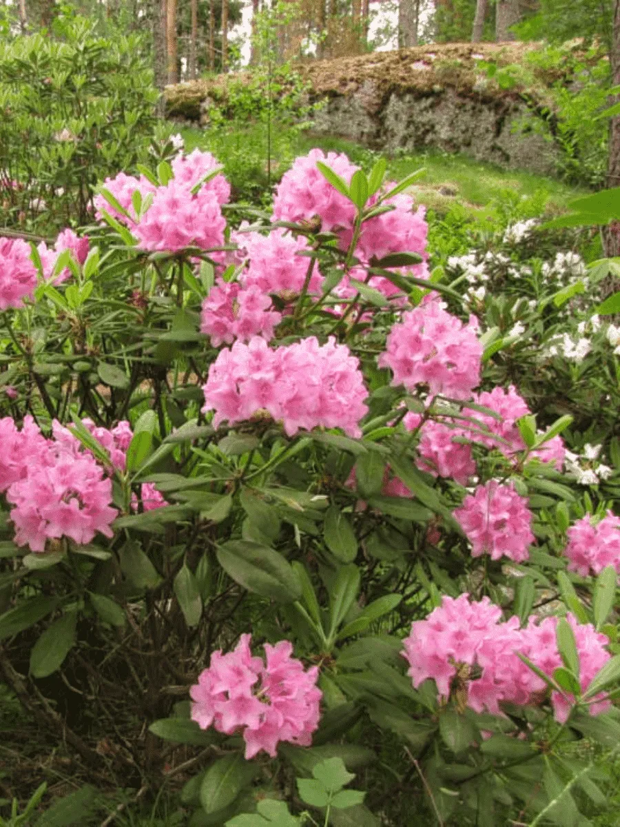 Рододендрон гибридный Helsinki University