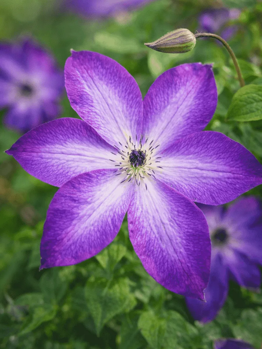 Клематис Venosa Violacea