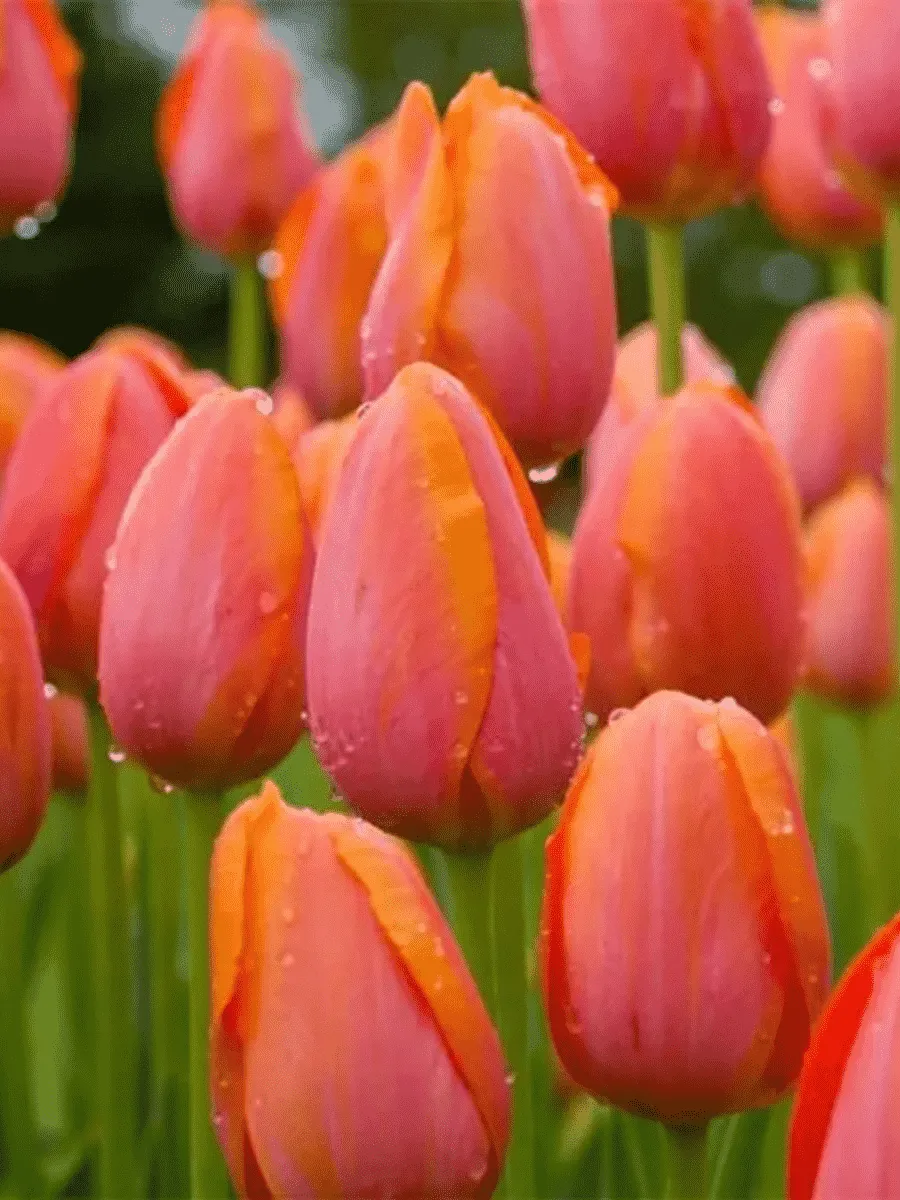 Тюльпан Dordogne