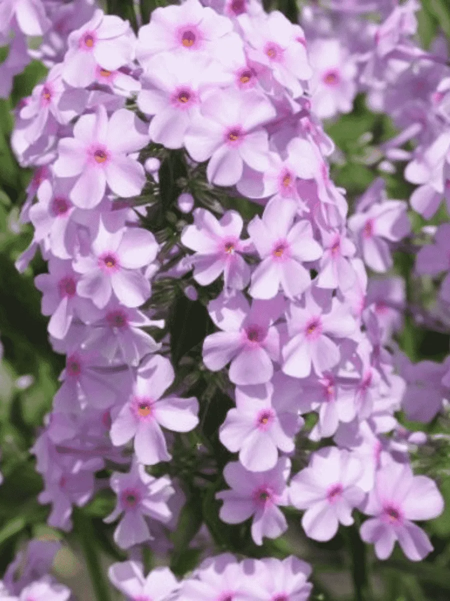 Флокс пятнистый Alpha