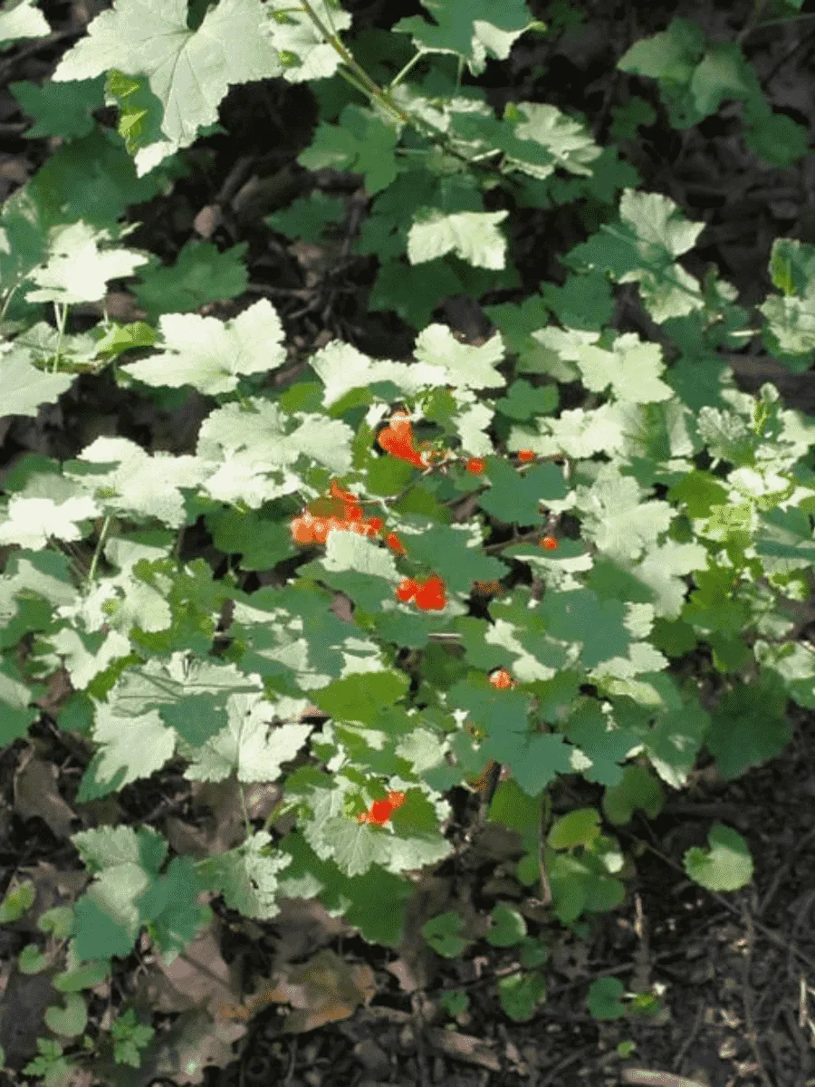 Смородина железистая Смородина железистая