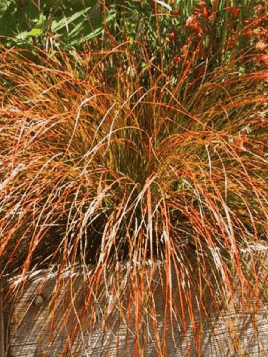 Осока кирпичная Prairie Fire Осока кирпичная Prairie Fire