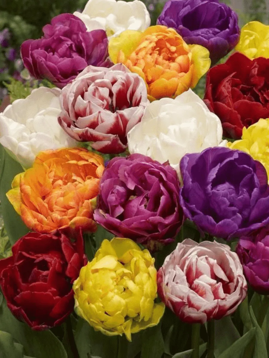 Тюльпан Махровый Смесь Окрасок