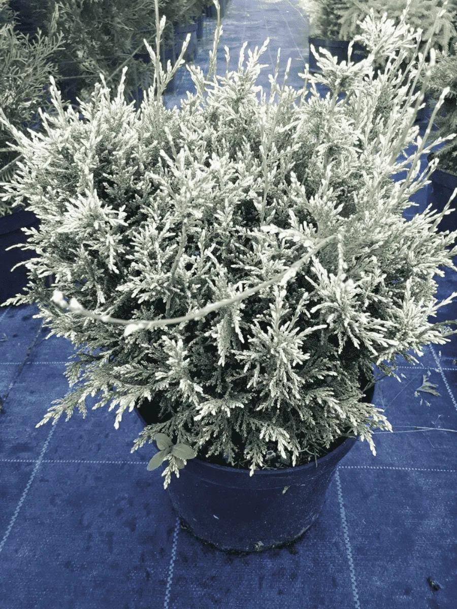 Кипарисовик горохоплодный  White Beauty Кипарисовик горохоплодный  White Beauty