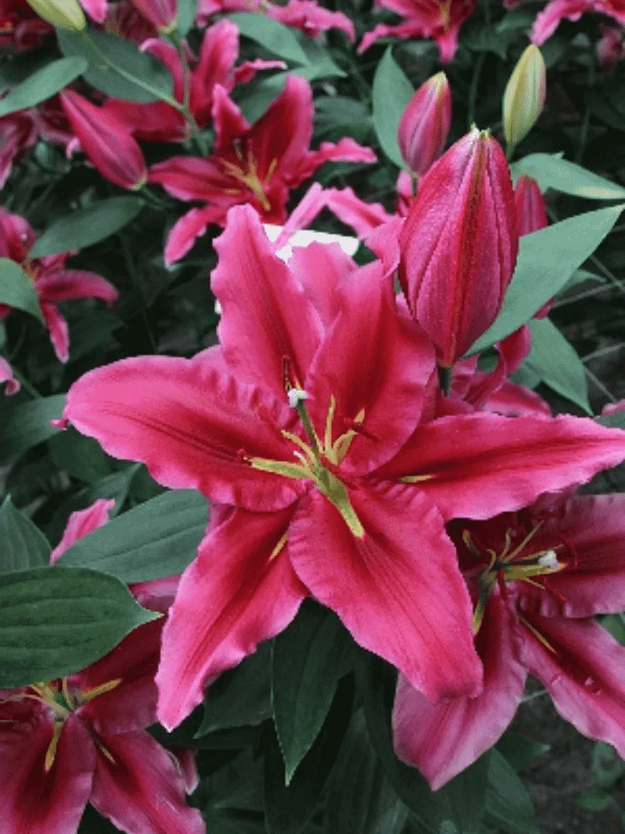 Лилия Peter Schenk