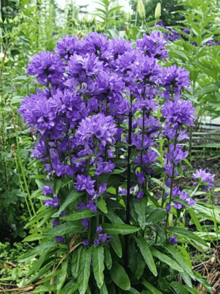 Колокольчик скученный  Freya