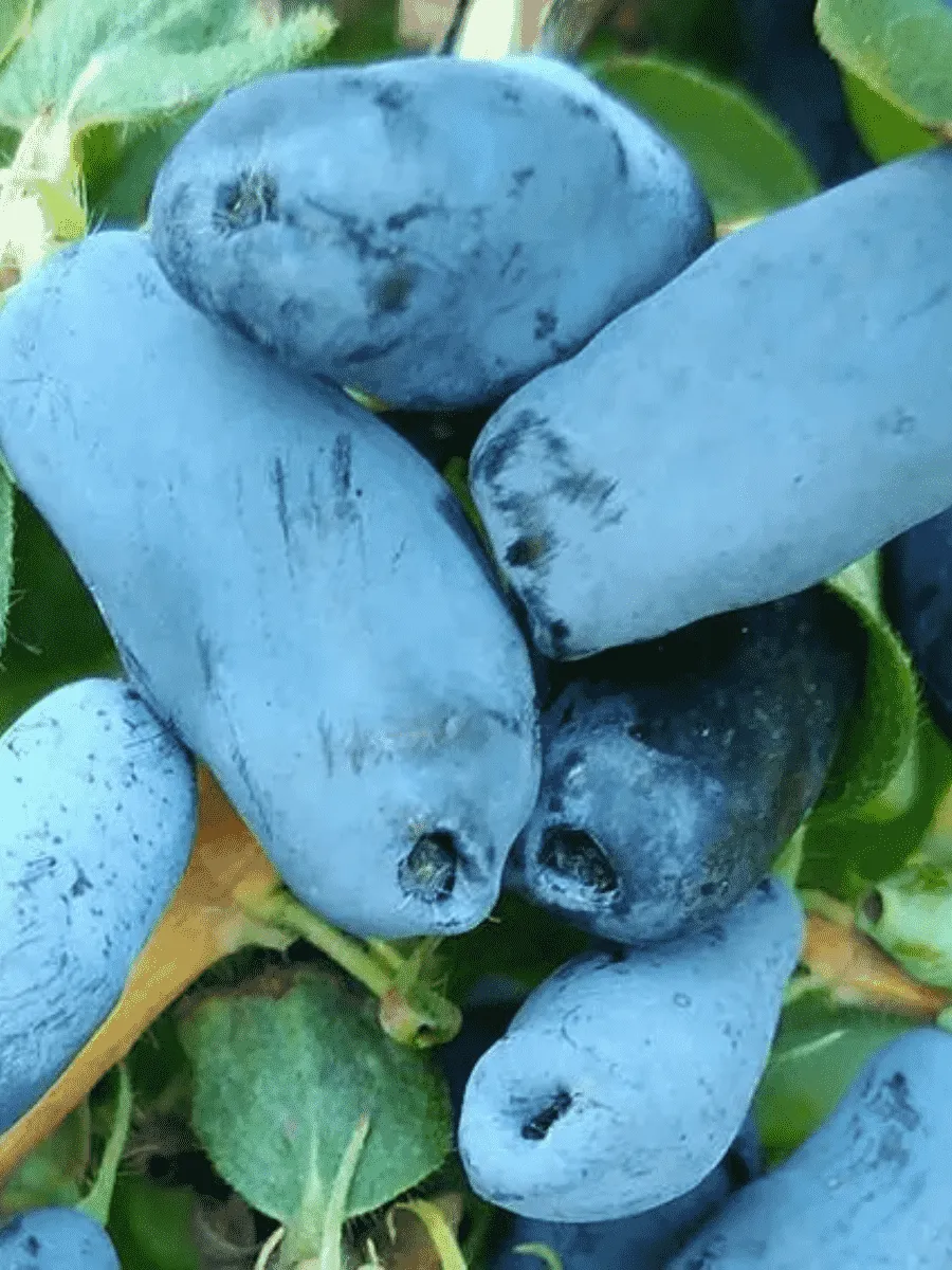 Жимолость плодовая Тундра Жимолость плодовая Тундра