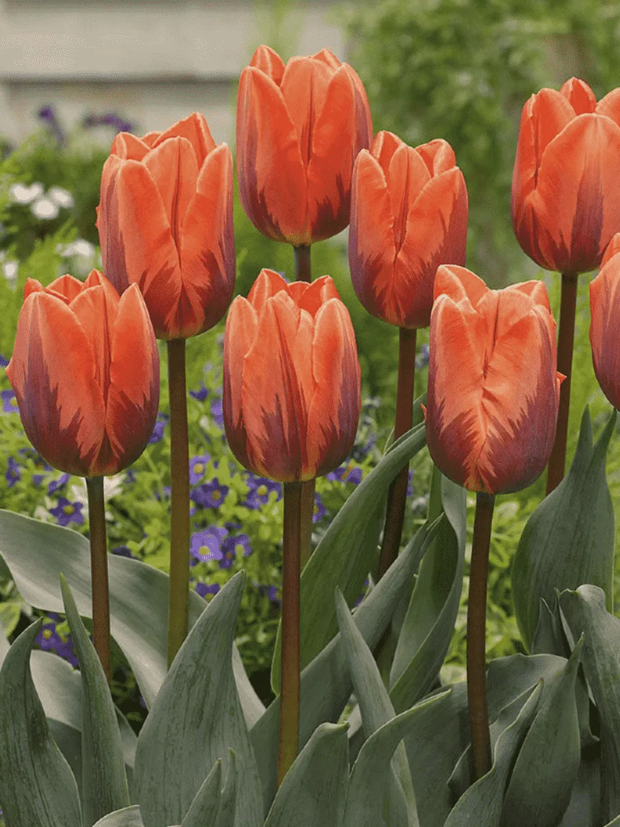 Тюльпан Princess Irene