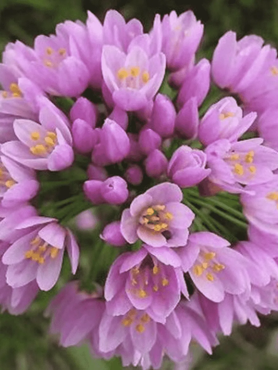 Лук декоративный Roseum Лук декоративный Roseum