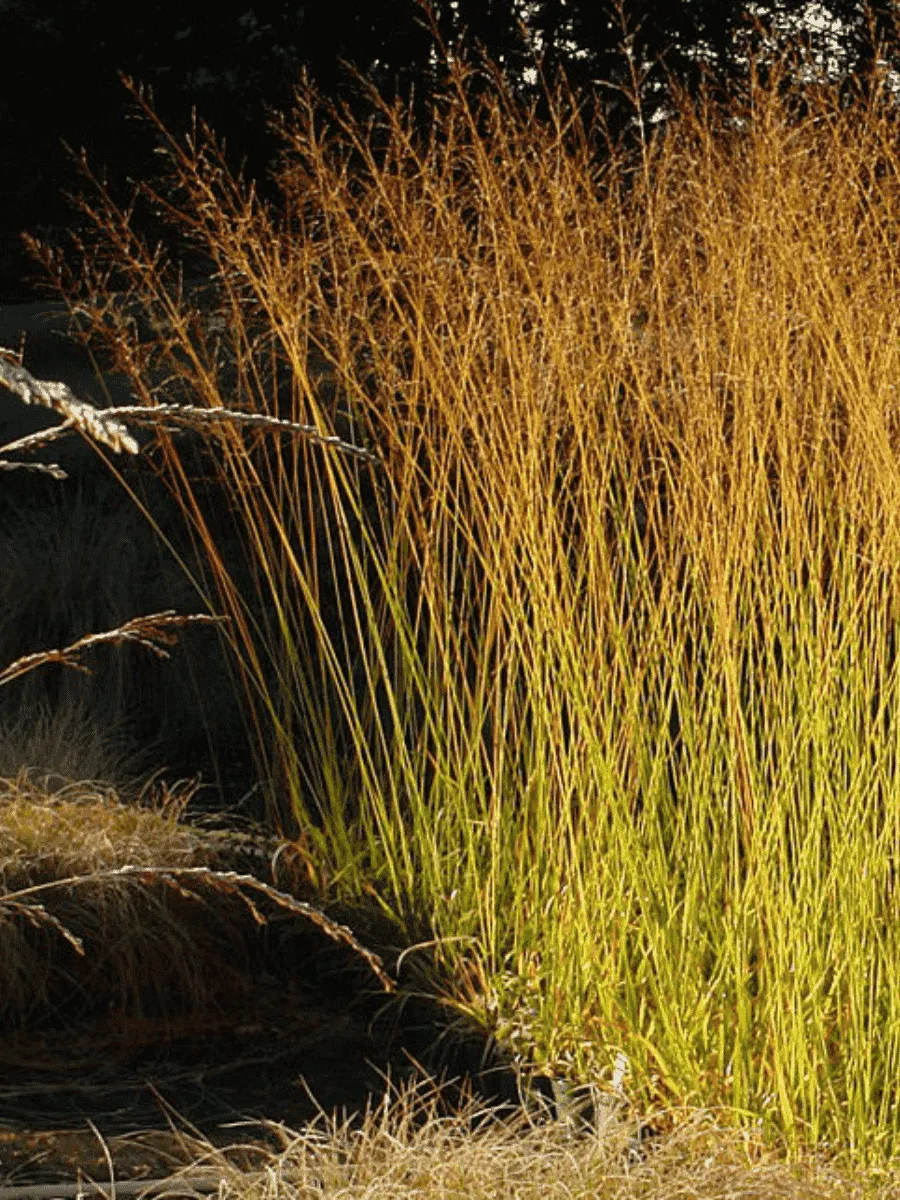 Молиния голубая Windsaule Молиния голубая Windsaule