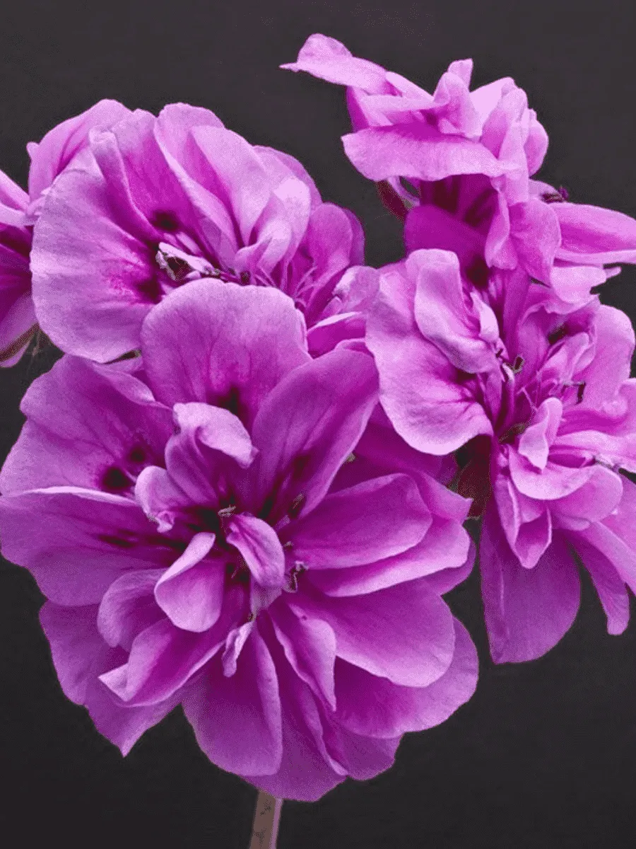 Пеларгония плющелистная  Grandeur Ivy Velvet кашпо Пеларгония плющелистная  Grandeur Ivy Velvet кашпо