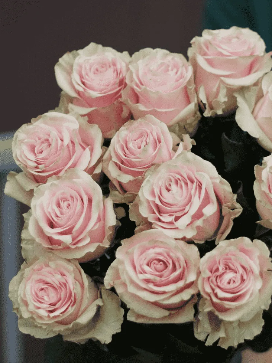 Роза чайно-гибридная  Pink Mondial