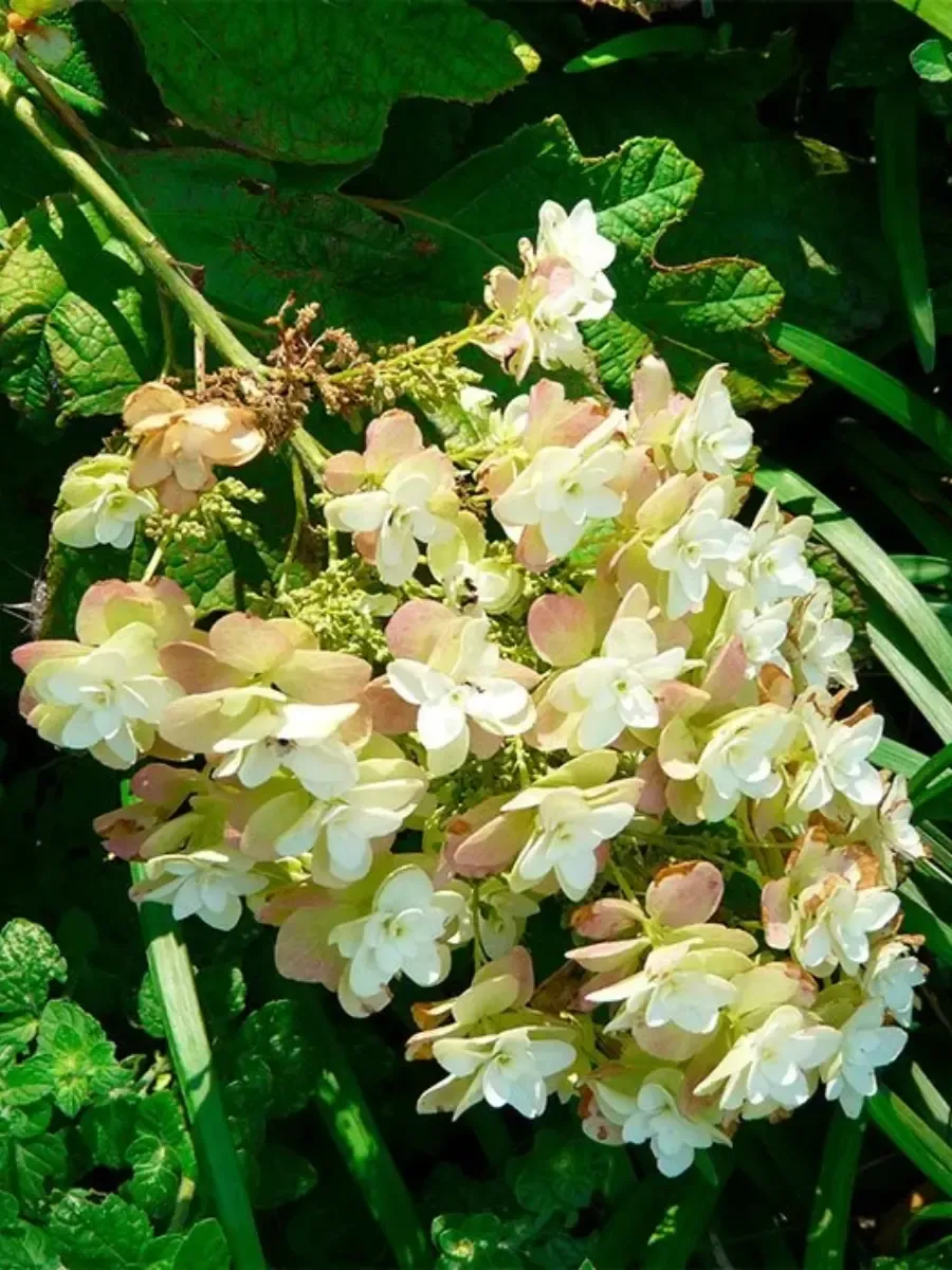 Гортензия дуболистная Tennessee Clone