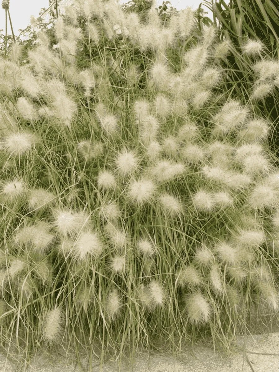 Пеннисетум лисохвостый  Compressum