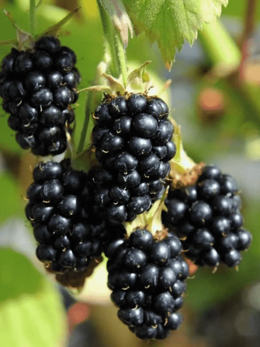 Ежевика Black Satin Ежевика Black Satin