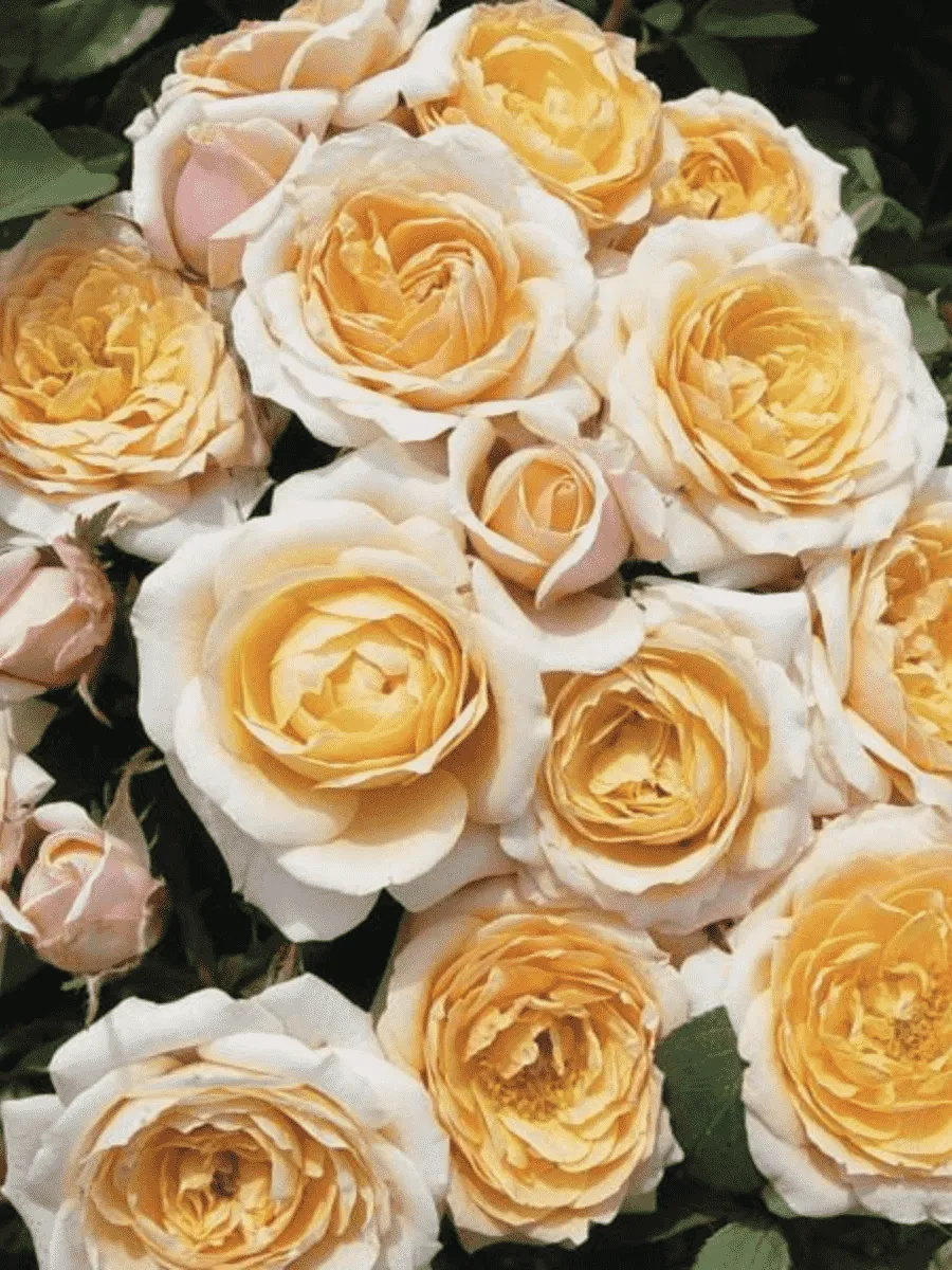 Роза Флорибунда Belle of the Ball