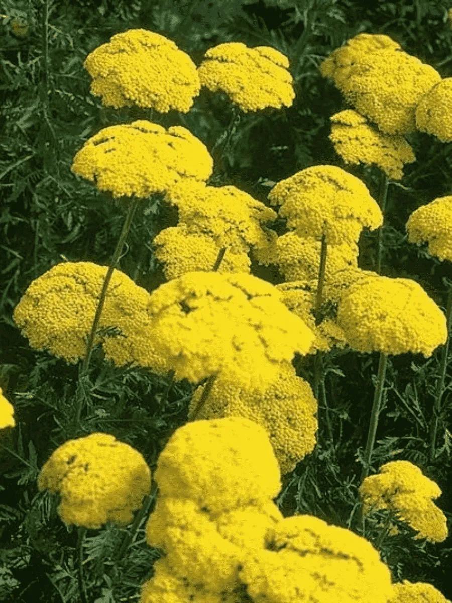 Тысячелистник таволговый Cloth of Gold Тысячелистник таволговый Cloth of Gold