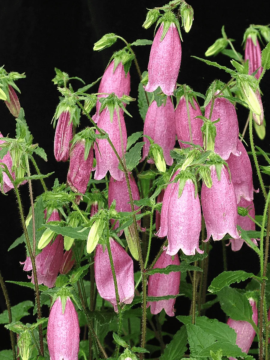 Колокольчик точечный Rubra