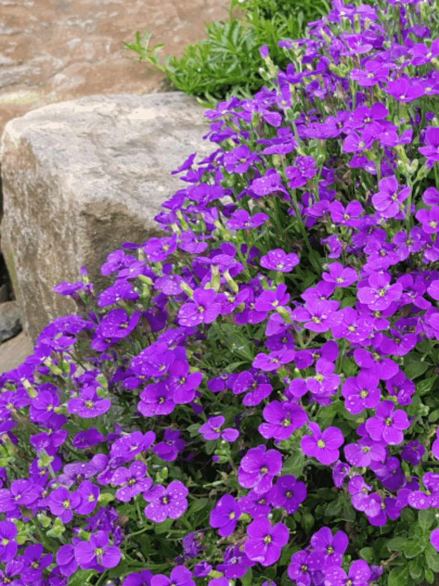 Аубриета Cascade Purple