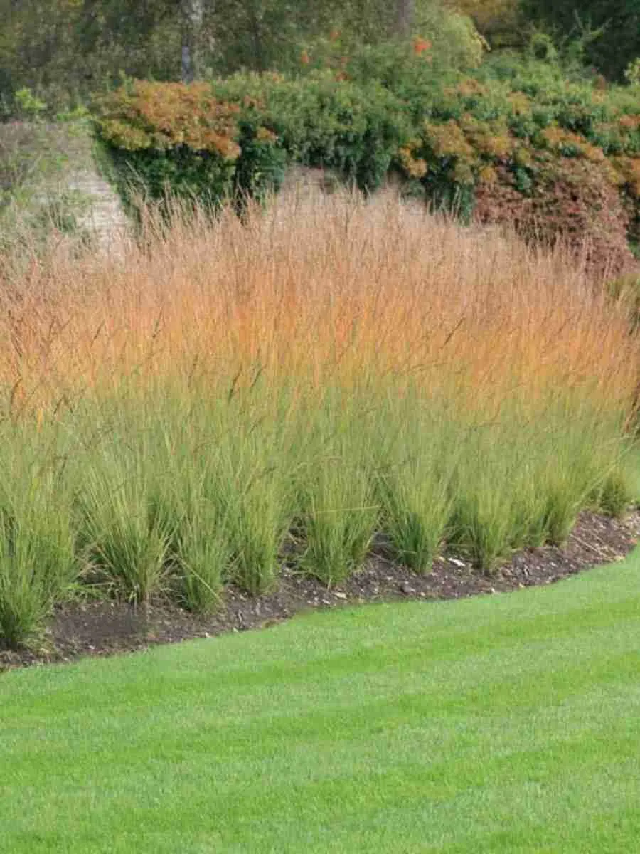 Молиния голубая Heidebraut