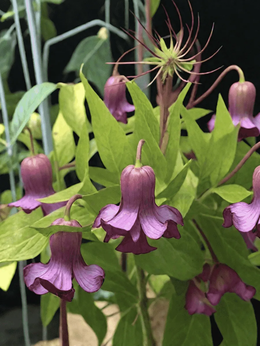 Клематис гибридный Princess Red Клематис гибридный Princess Red