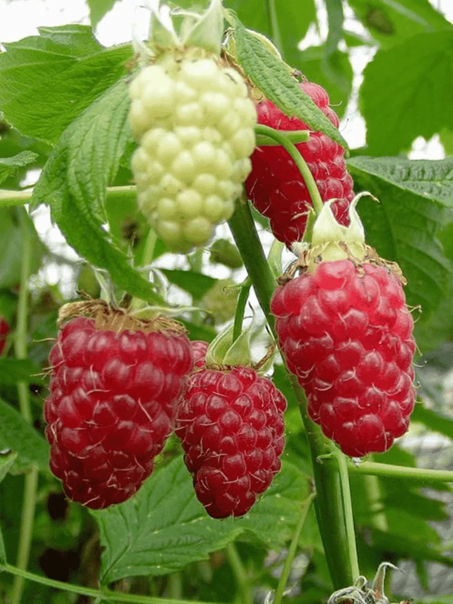 Малина обыкновенная Нижний Новгород