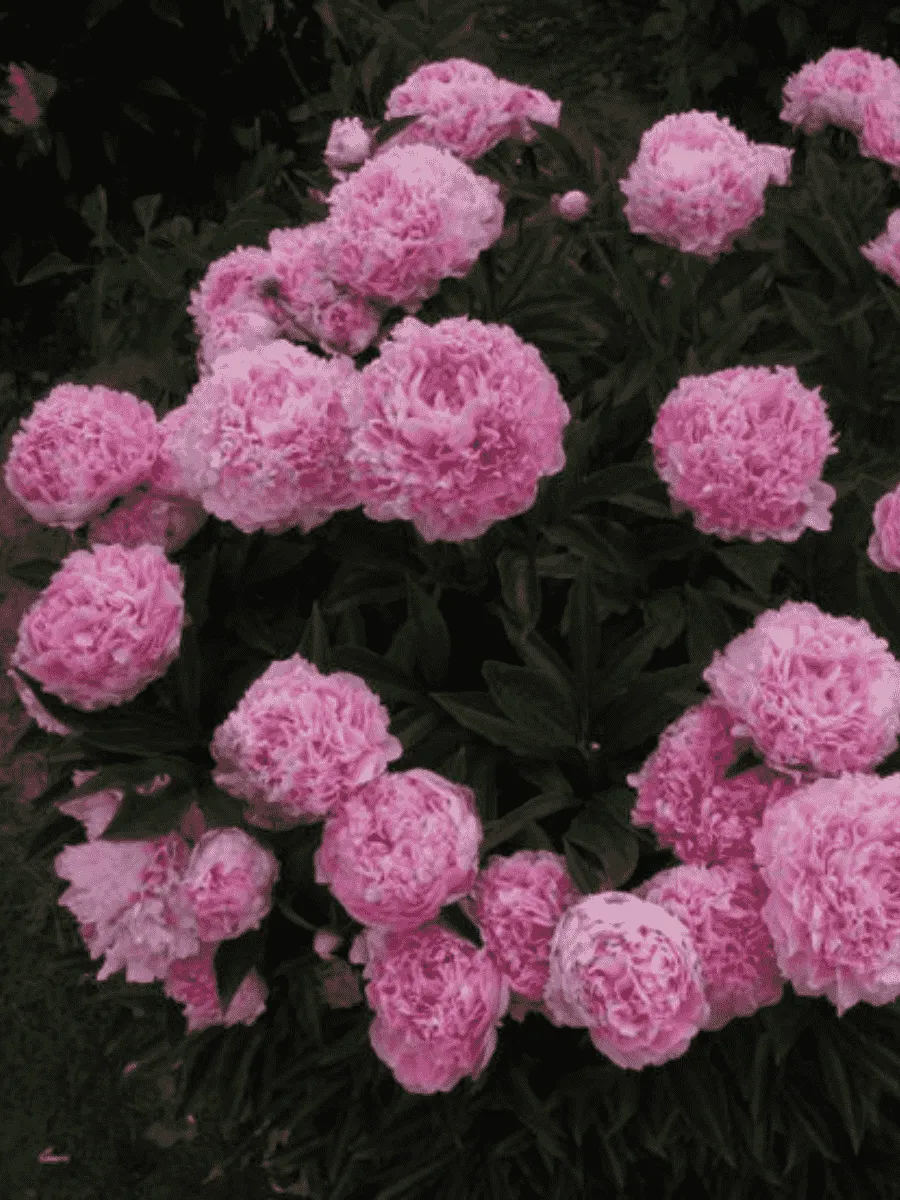 Пион Молочноцветковый Lady Kate