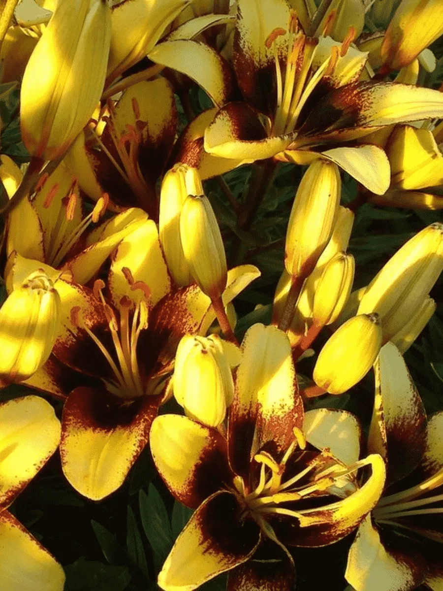 Лилия Bumblebee