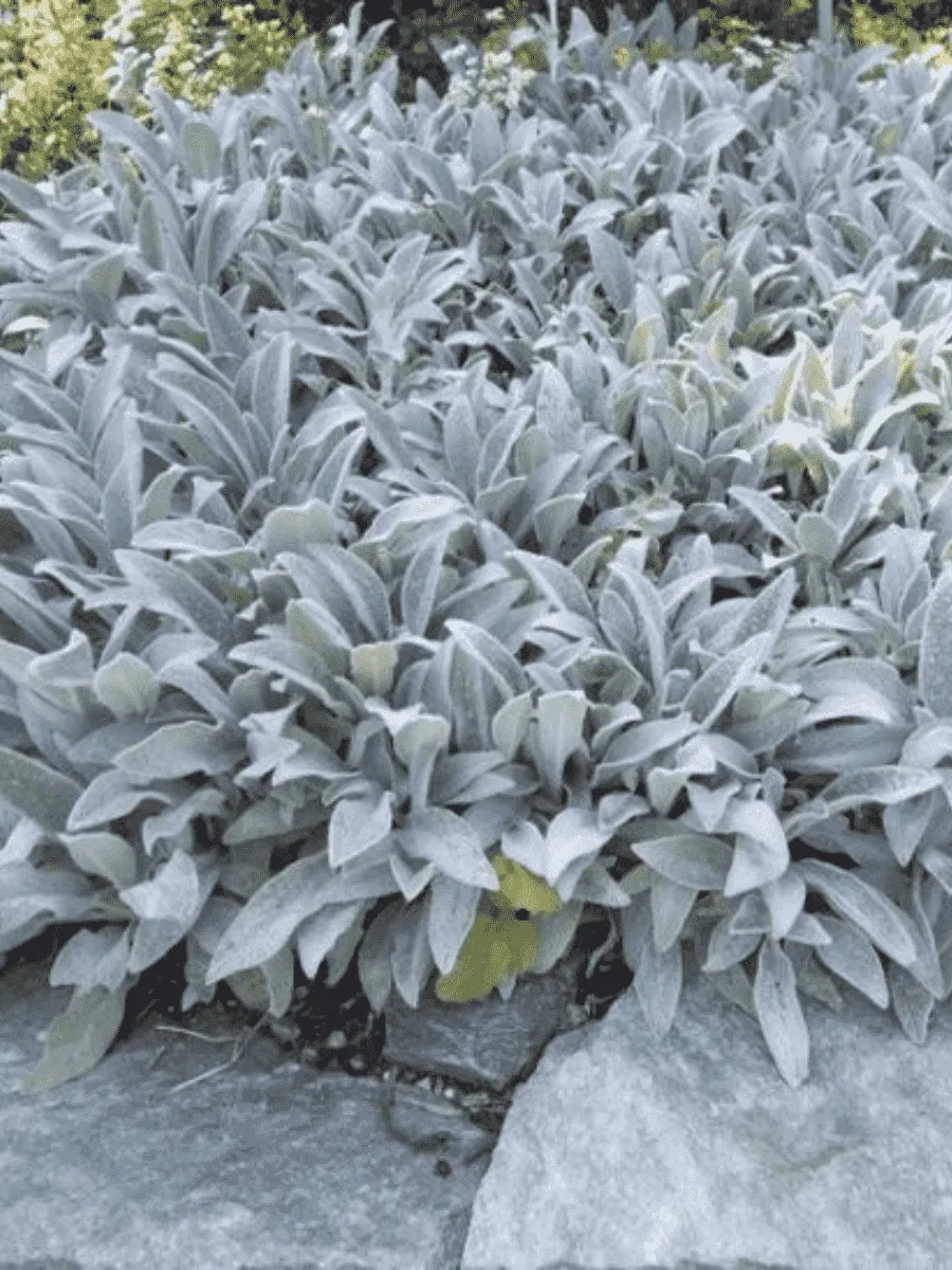 Чистец Чистец