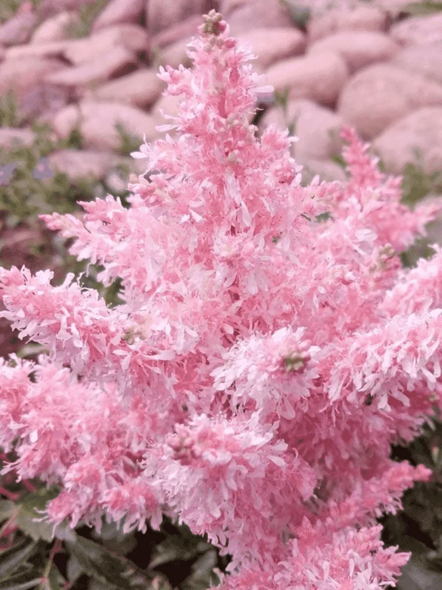 Астильба гибридная Sugarberry