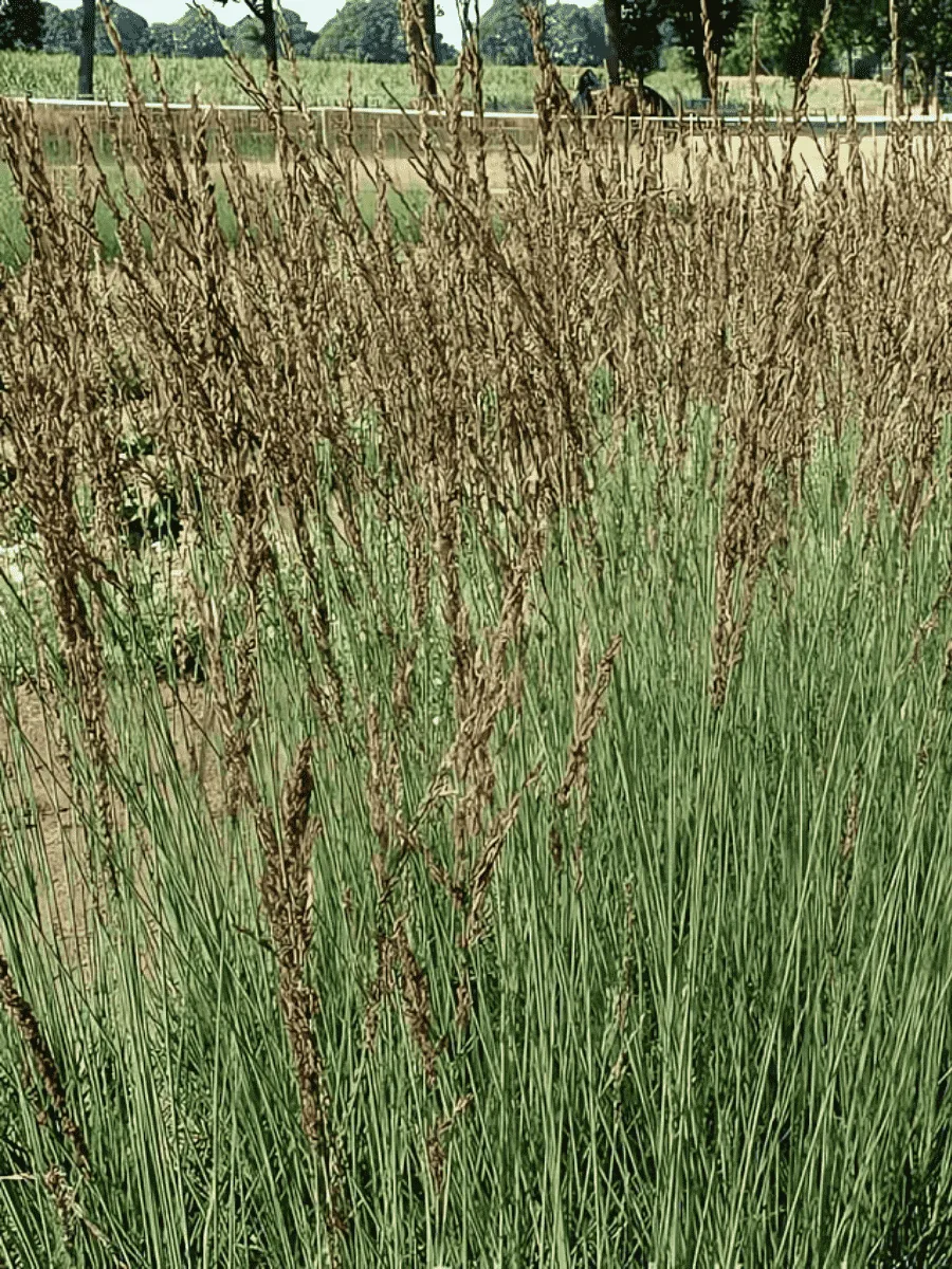 Молиния голубая JS Aha-Erlebnis