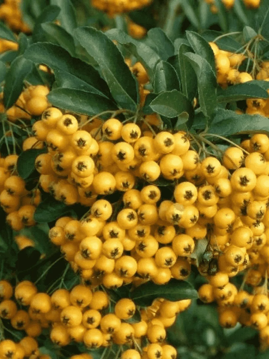 Пираканта Golden Charmer Пираканта Golden Charmer