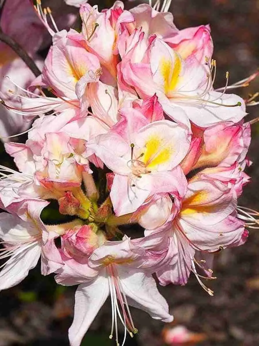 Азалия крупноцветковая Satomi Азалия крупноцветковая Satomi