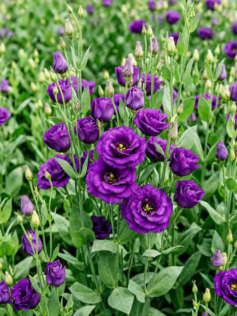 Лизиантус Advantage 2 Purple