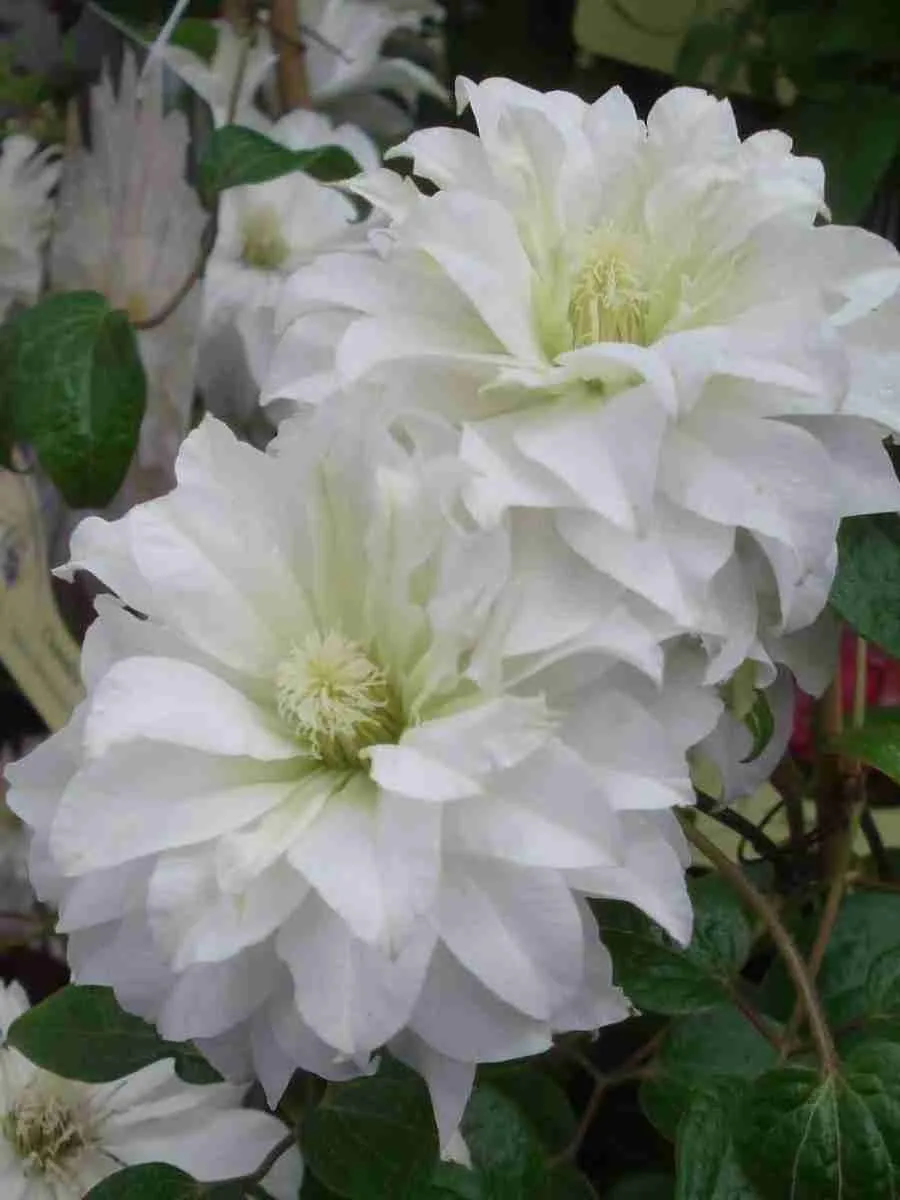 Клематис Maria Skłodowska Curie