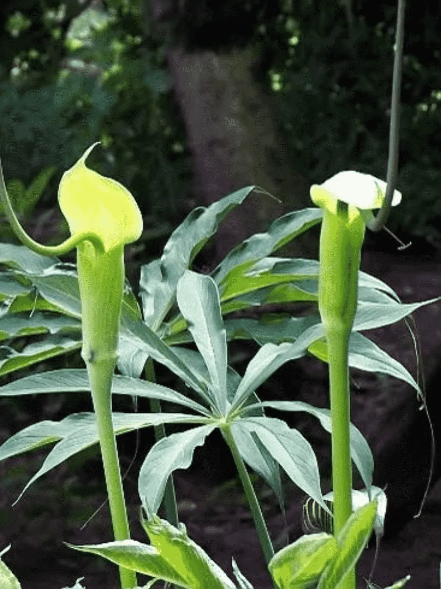 Аризема извилистая