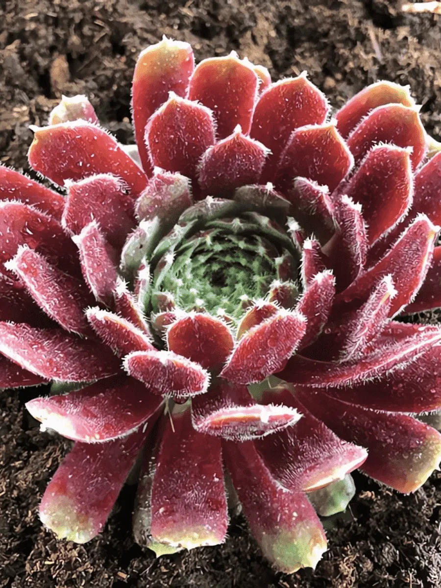 Молодило гибридное Jupiter