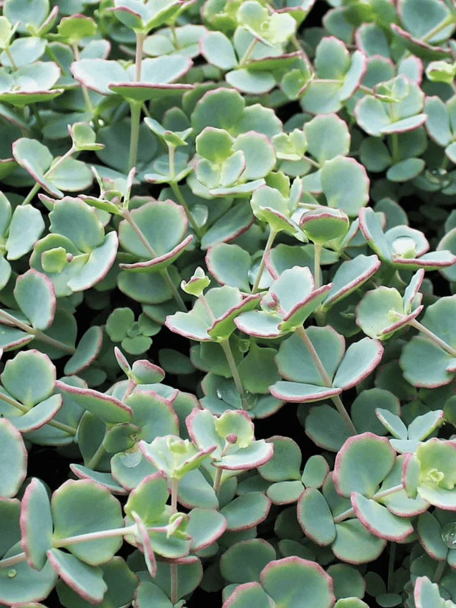 Очиток зибольда