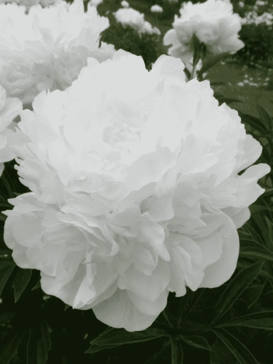 Пион травянистый Madame Claude Tain