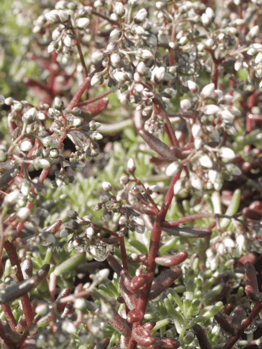 Очиток белый F.atropurpurea