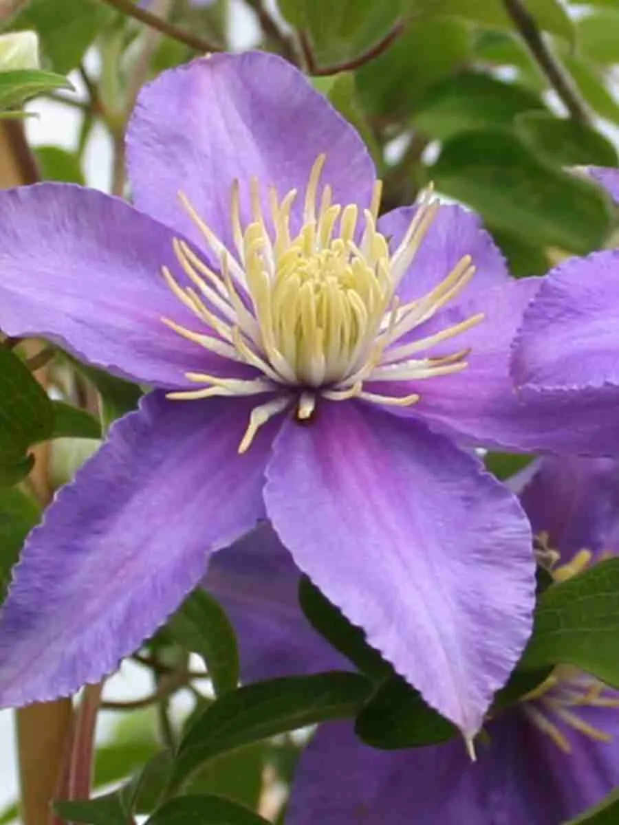 Клематис Justa