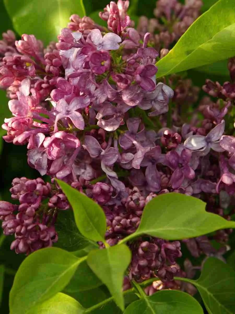 Сирень обыкновенная Капитан Бальте