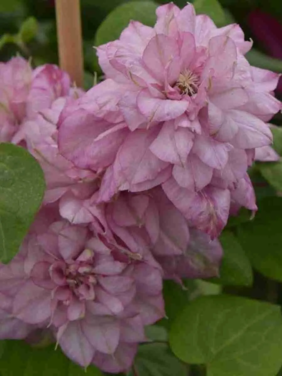 Клематис гибридный Innocent Glance Клематис гибридный Innocent Glance