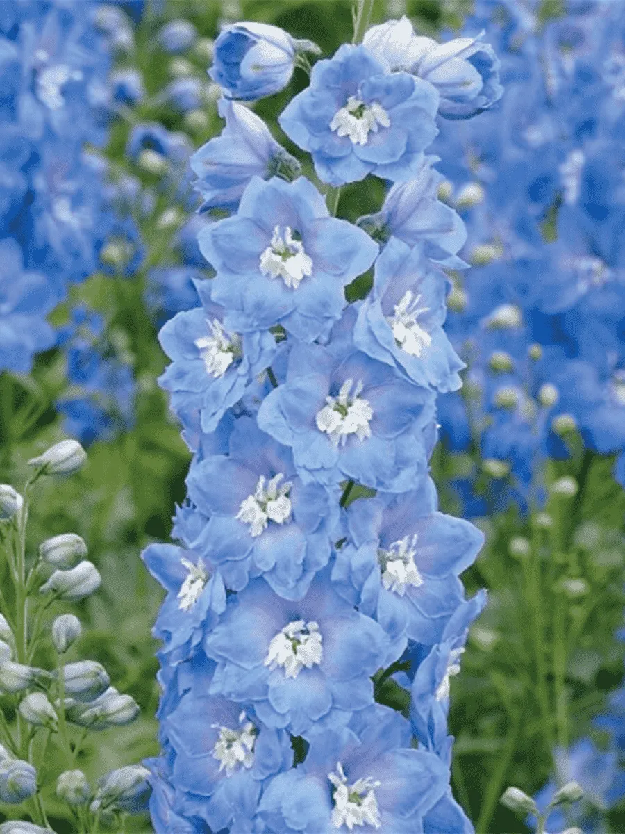 Дельфиниум  культурный M.F. Mid Blue with White Bee Дельфиниум  культурный M.F. Mid Blue with White Bee