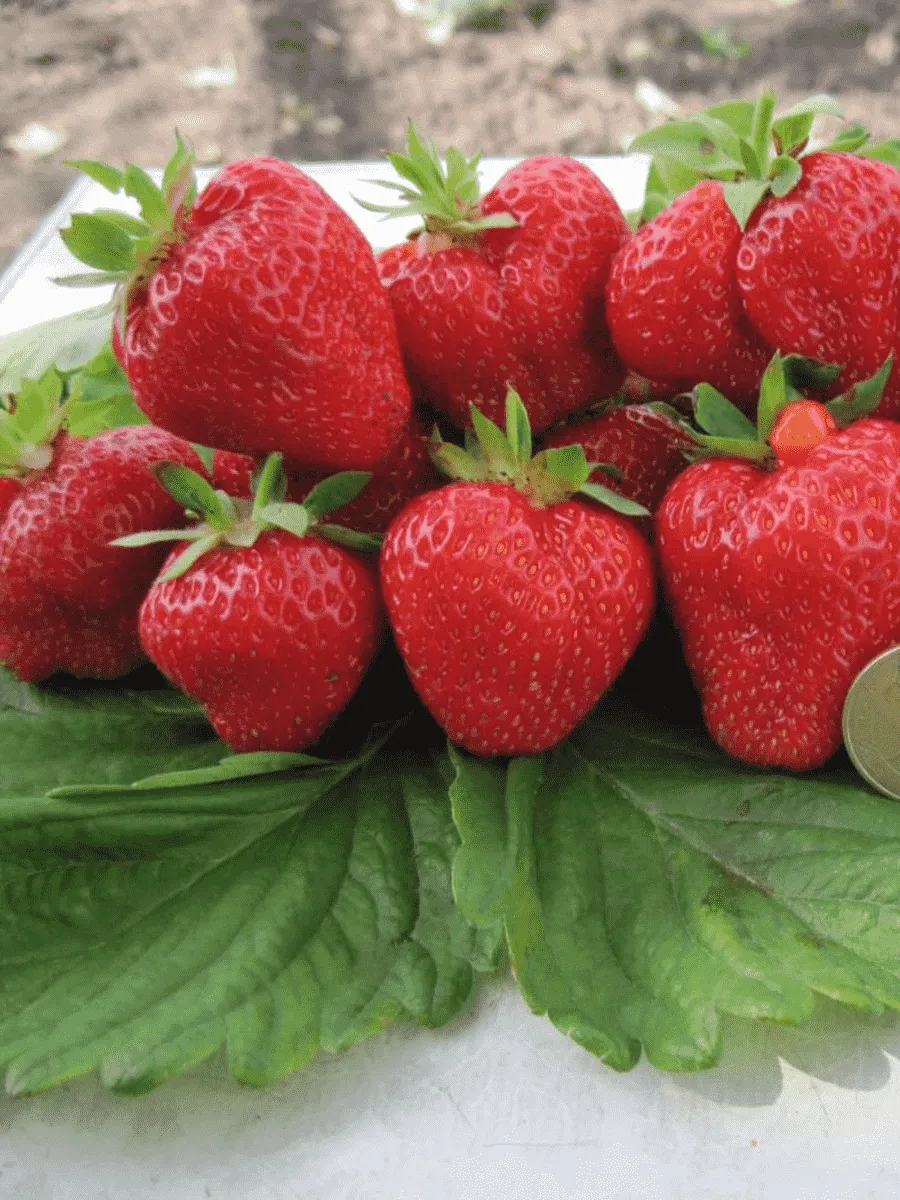 Земляника садовая Кимберли Земляника садовая Кимберли