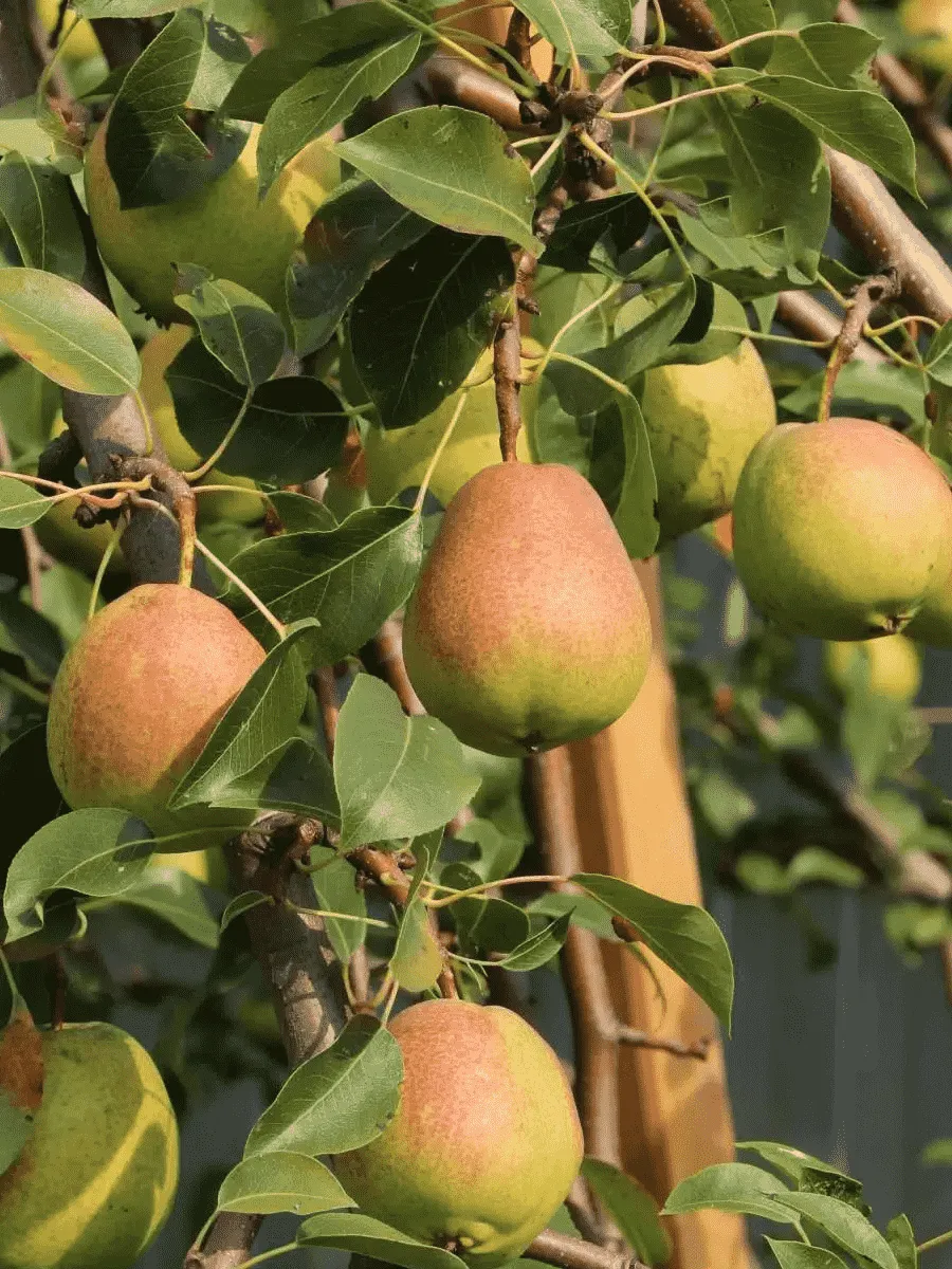 Груша Памяти Яковлева Груша Памяти Яковлева