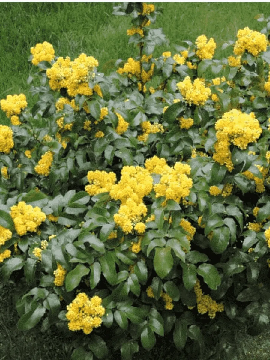 Магония падуболистная Магония падуболистная