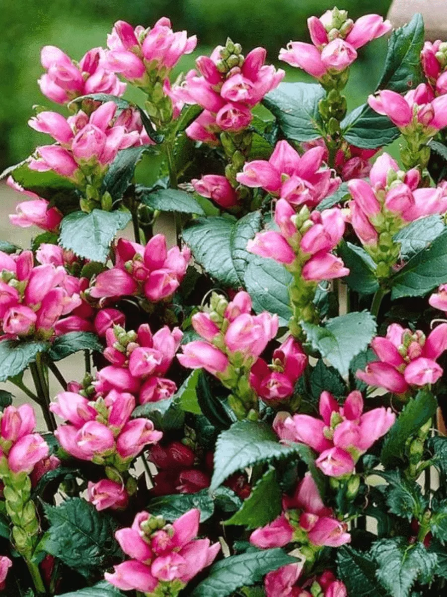 Хелоне Хелоне