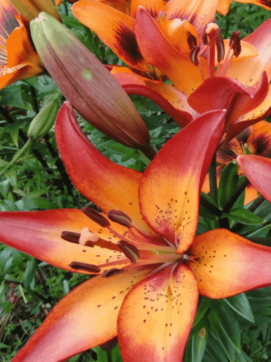 Лилия Royal Sunset